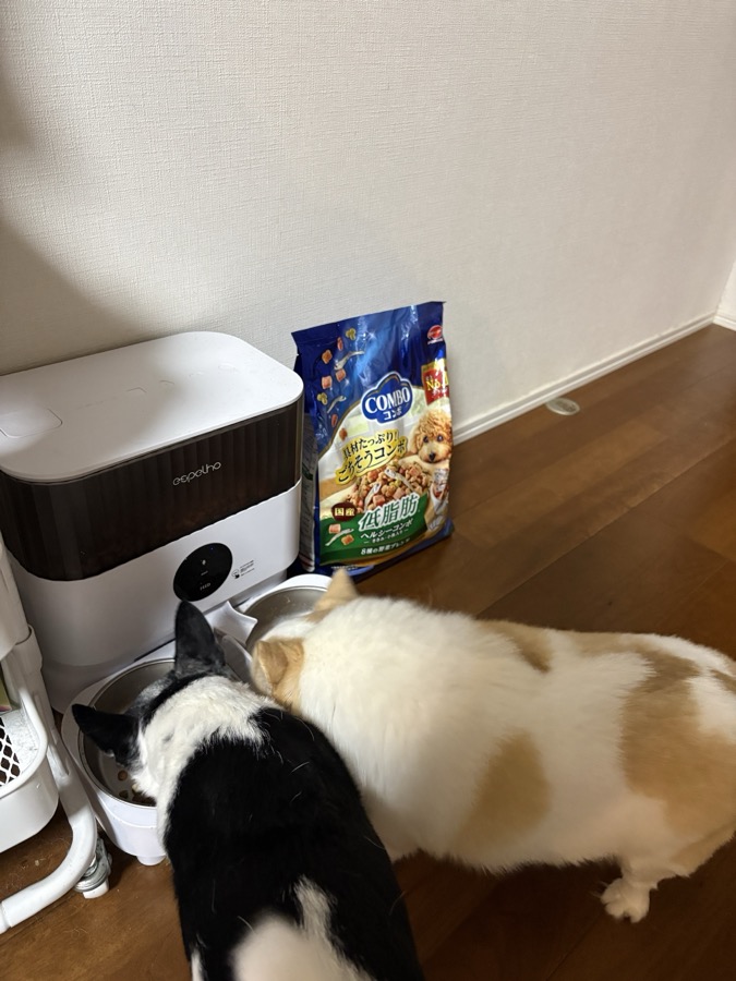 espelho 自動給餌器（3L・タイマー付き）